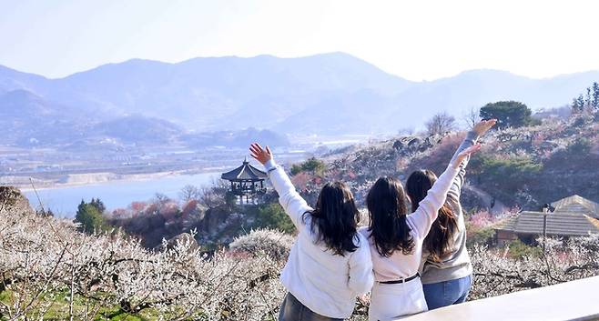 광양 매화마을 / 사진 = 한국관광공사