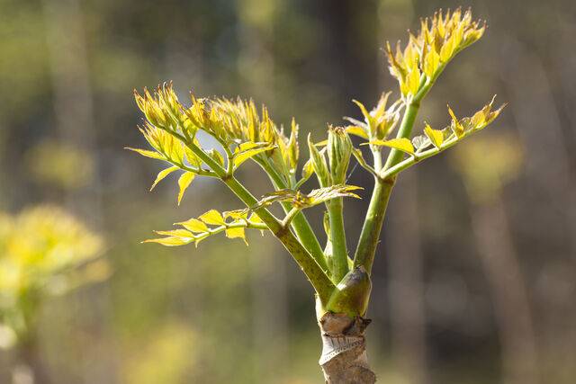 전문가들은 농약 이력이 관리되는 농산물 직거래 장터나 인증 농가에서 봄나물을 구매할 것을 권한다. 클립아트코리아