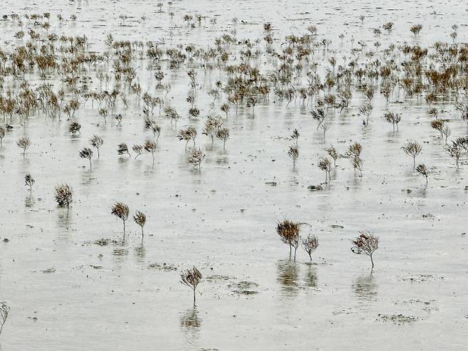 신안 증도 화도와 칠면초