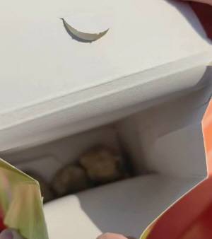 제25회 광양매화축제를 찾은 관광객이 현장 내 한 노점에서 구매한 군밤 봉지에 밤이 아닌 돌이 담겨 있었다는 논란이 제기됐다. 사진은 SNS에 게시된 관련 영상 캡쳐./스레드 캡쳐