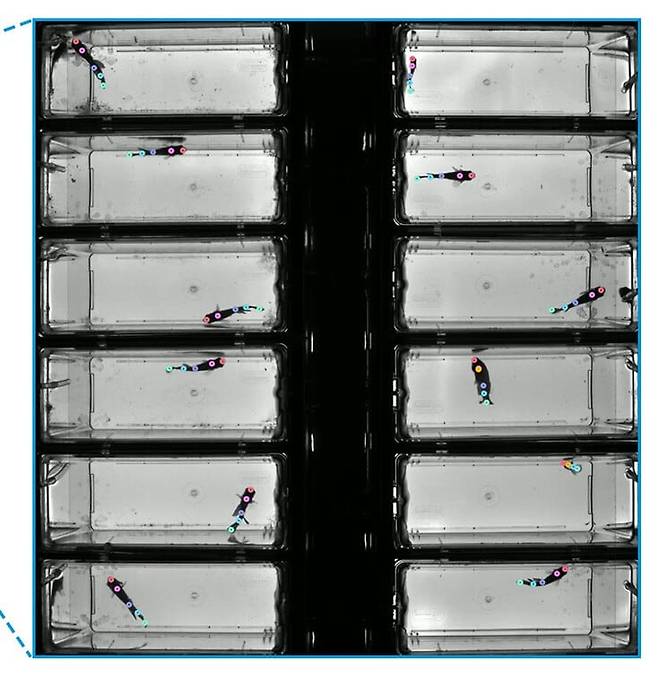 '아프리카 터콰이즈 킬리피시' 행동으로 수명을 예측할 수 있다는 연구 결과가 나왔다. /스탠퍼드대