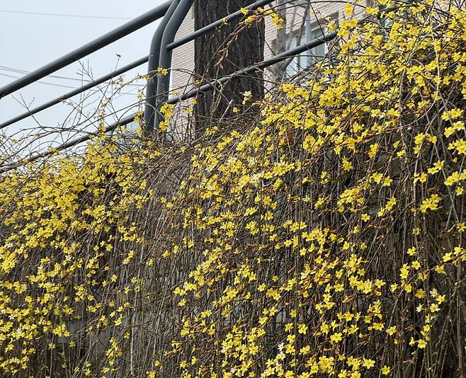 15일 오전 서울 성북천에 봄을 알리는 영춘화(迎春花)가 개화해 시민들의 눈길을 끌고 있다. 임성영 기자.