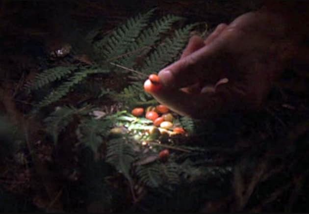 엘리엇이 이티를 초대하기 위해 숲속에 떨어뜨린 초코캔디. 허쉬의 리세스 피시스다. [IMDb]