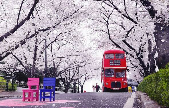 83타워 4층에 설치한 벚꽃과 어우러진 빨간 2층 버스. 이월드 제공