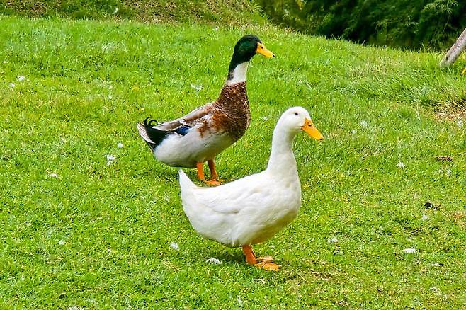 청둥오리와 백오리. (사진= 김영복 연구가)