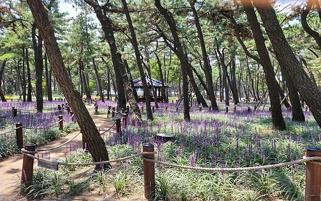 ▲ 포항송도솔밭 도시숲 전경 , 경북도 제공