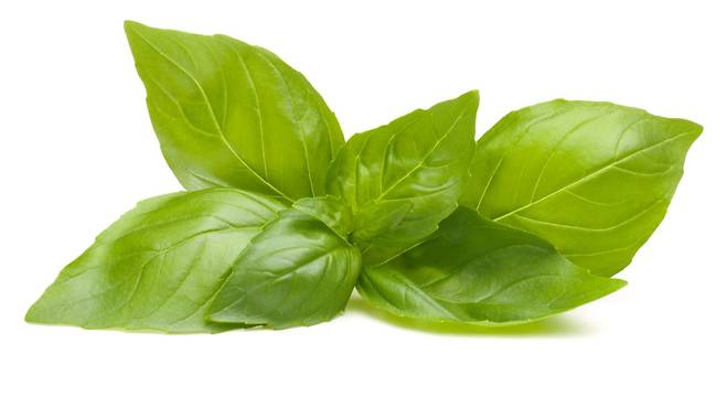음식에 상큼한 향과 풍미를 더해주는 바질은 건강에 이로운 영양소도 풍부하게 함유하고 있다 | 출처: 클립아트코리아