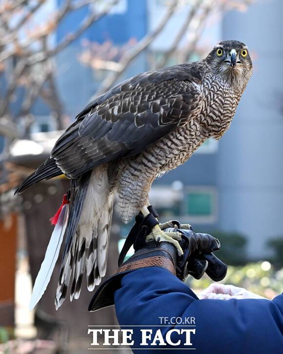 사냥 시즌이 끝난 다래는 제법 살이 오른 상태다.