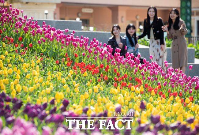 화사한 튤립이 끝없이 펼쳐진 에버랜드 '인피니티 튤립가든'. /에버랜드