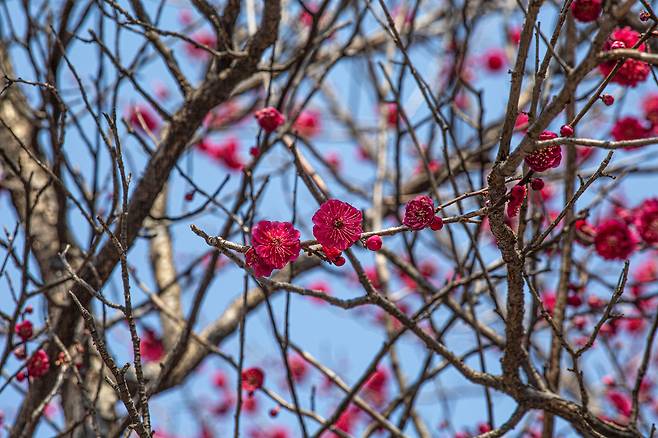 지난 11일 추위를 뚫고 꽃망울을 활짝 터뜨린 홍매화. 축제를 앞둔 광양매화마을 곳곳엔 일찌감치 나들이에 나선 탐방객들로 붐볐다. / 김종연 영상미디어 객원기자