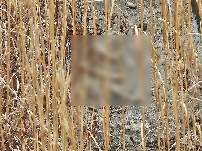 15일 전남 무안국제공항 활주로 인근을 순찰하던 여객기 참사 유가족들이 인골로 추정되는 물체 여러개를 발견한 모습.