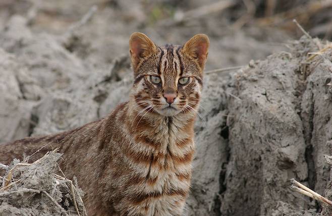 뉴트리아의 천적인 멸종위기 삵. 사진 국립생물자원관