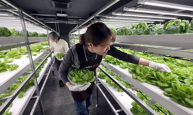 대전시 서구 둔산동 폐지하보도에 스마트팜이 들어섰다. (주)모던이 대전시에서 임차해 만든 이곳에서는 딸기와 채소 등을 기른다. 김성태 객원기자