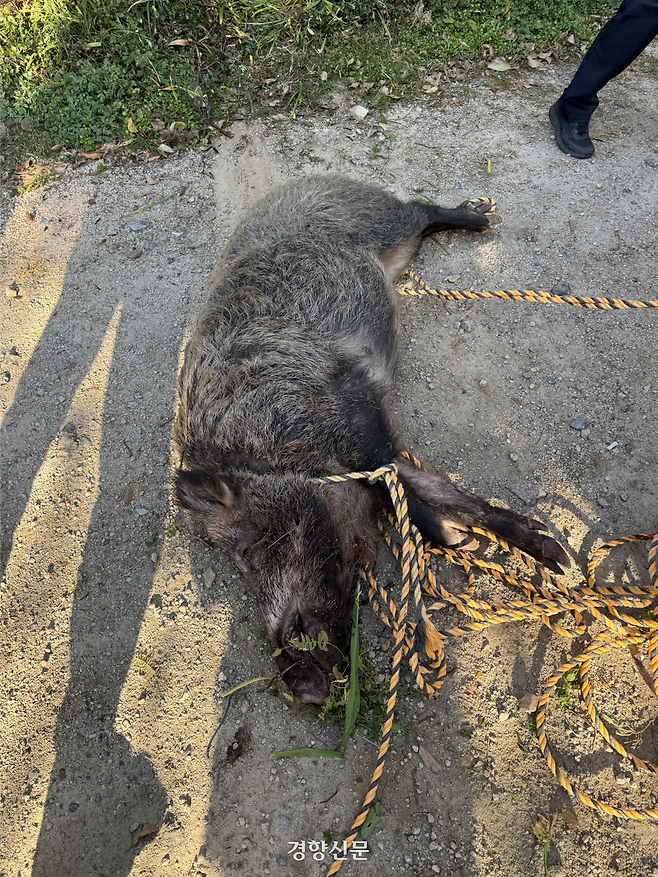 지난해 11월 부산 금정구 범어사 인근 한 아파트 지하 주차장에 나타나 인명피해를 입히고 사살된 멧돼지. 부산소방재난본부 제공