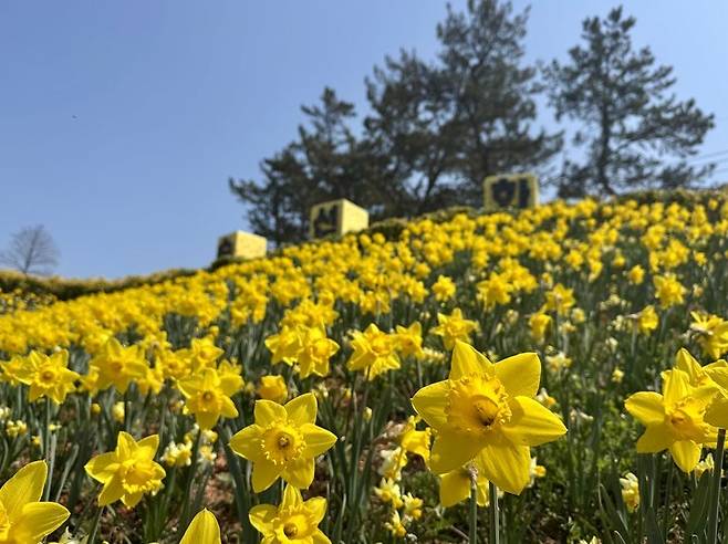 신안군 지도읍 선도에 핀 수선화 군락지. 신안군 제공
