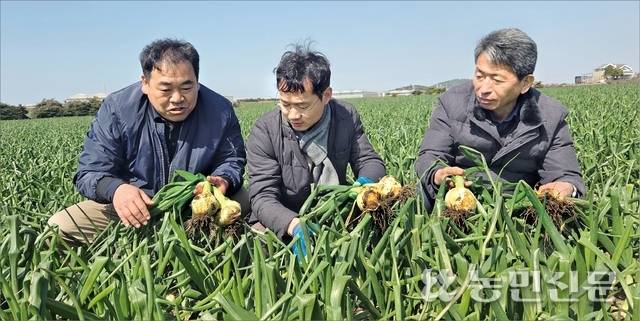 농협경제지주 원예수급부 허장행 채소사업국장(오른쪽부터), 권준걸 채소사업팀장, 강창규 제주 서귀포 대정농협 과장이 대정읍 무릉리에 있는 밭에서 양파 생육을 살피고 있다.