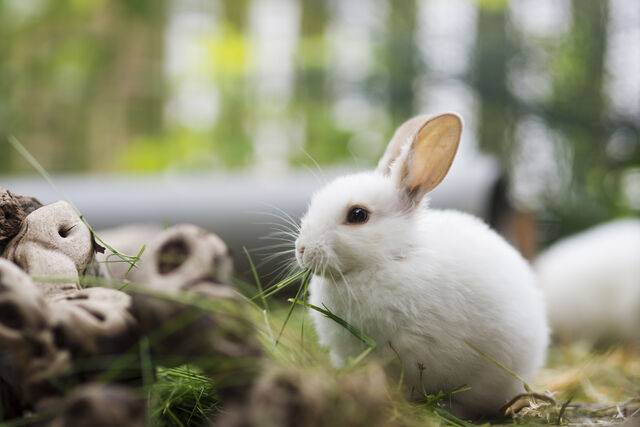 뽀송뽀송한 털, 큰 눈망울, 귀여운 얼굴을 가진 토끼는 유아들이 가장 좋아하는 동물 중 하나다. 클립아트코리아