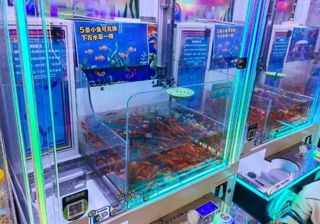 중국 상하이의 한 쇼핑몰에 등장한 실제 살아있는 동물 뽑기 기계. 광밍망 캡처