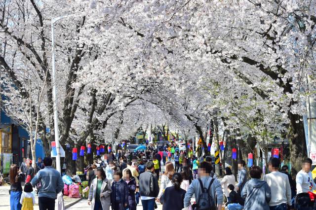 청풍호벚꽃축제.제천시 제공