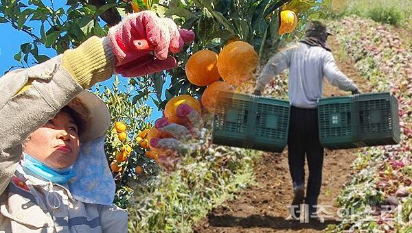 제주지역 농업현장 속 외국인 노동자. ⓒ제주의소리 자료사진