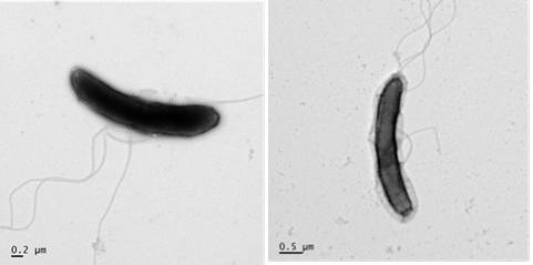 ▲스포로무사 스패로이데스 (자료=국립생물자원관)