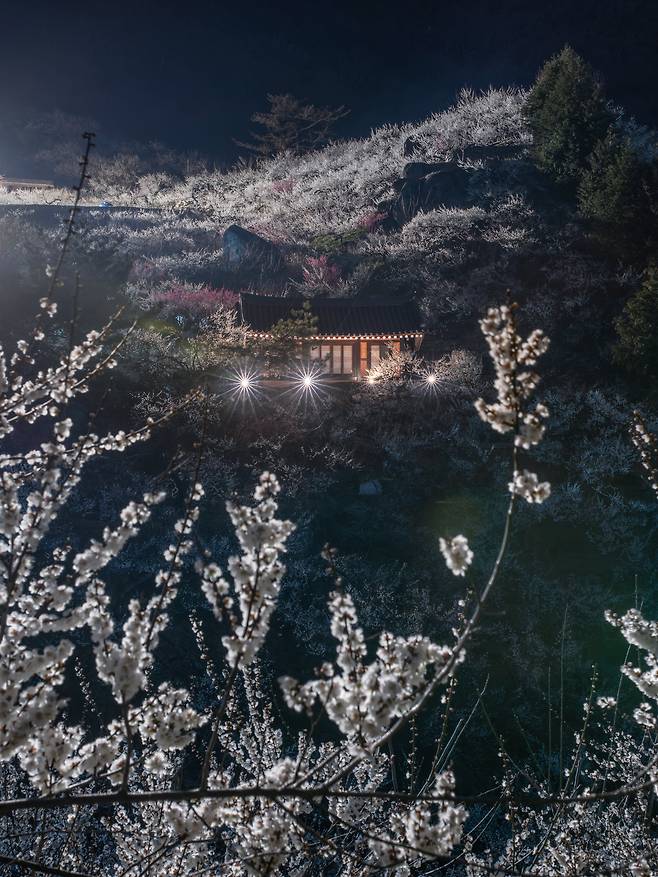 지난 15일 강한 역광 속에서 매화가 마치 스스로 빛을 내는 것처럼 하얗게 떠오르고 있다. 꽃잎 하나하나가 빛에 둘러싸인 채 조용히 타오르는 듯하다./박상훈 기자