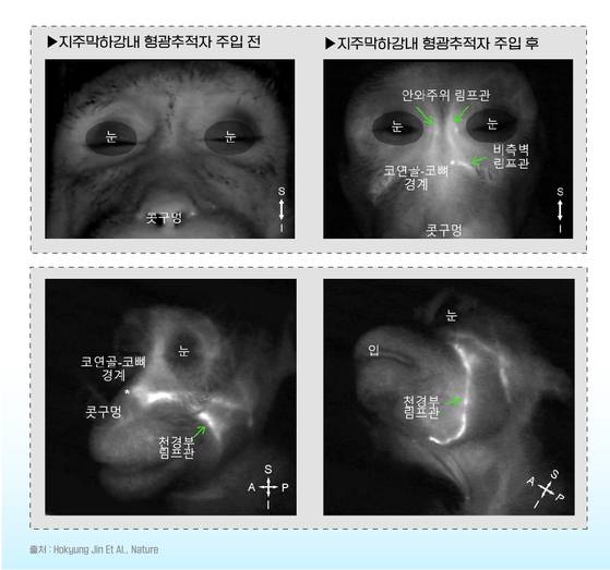 원숭이의 뇌척수액이 얼굴 아래로 배출되는 장면.
