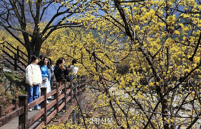낮기온이 18도까지 오른 17일 산수유꽃 군락지인 전남 구례군 산동면 반곡마을에서 가벼운 옷차림의 상춘객들이 산유유 꽃길을 걸으며 봄을 한껏 즐기고 있다. [사진/구례군청 김인호씨 제공]