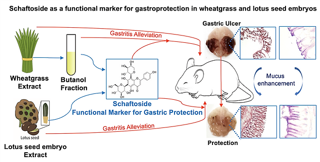 마우스 위점막 손상모델을 이용한 동물효능 평가.[UST 제공]