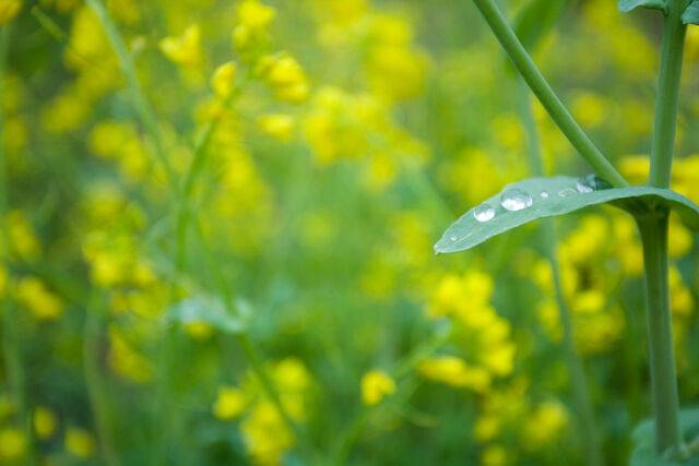 클립아트코리아