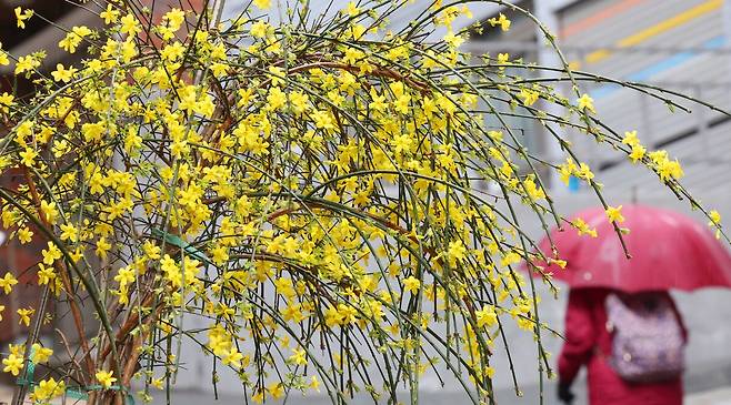 지난 2일 부산 부산진구의 한 주택가 화단에서 영춘화가 봄비를 머금은 채 만개해 시민들의 눈길을 사로잡고 있다. 뉴시스