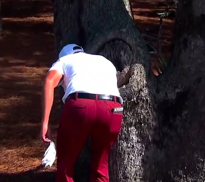 케빈 로이가 지난 16일 열린 PGA투어 플레이어스 챔피언십 최종 라운드 도중 나무 구멍으로 들어간 자신의 공을 꺼내고 있다. SNS 캡처