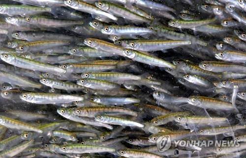 어린 연어 [경남도 제공. 재판매 및 DB 금지]