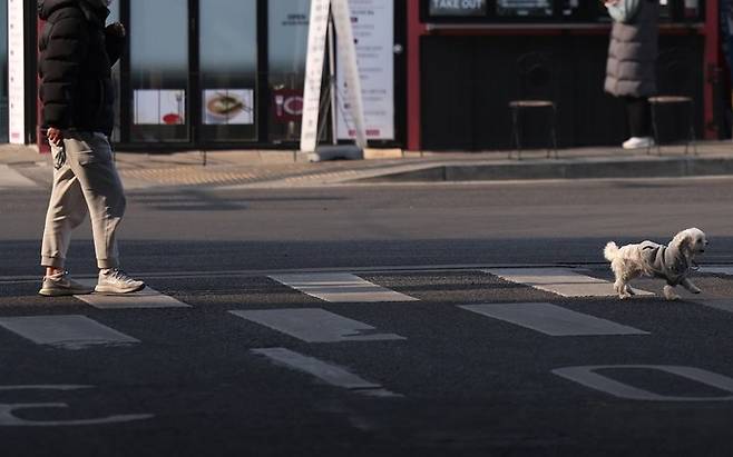 서울시내 한 횡단보도에 반려견이 목줄 없이 보호자 앞에서 걸어가고 있다. 연합뉴스 자료사진