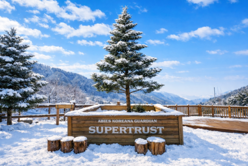 카페 ‘트리 헌드레드’에 심어진 구상나무