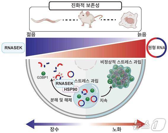 원형 RNA와 제거 효소 RNASEK 단백질에 따라 장수 혹은 노화가 진행됨을 보여주는 그림(KAIST 제공) /뉴스1