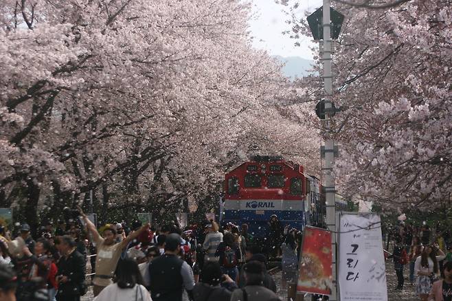경남 창원시 진해구 경화역. /창원시 제공