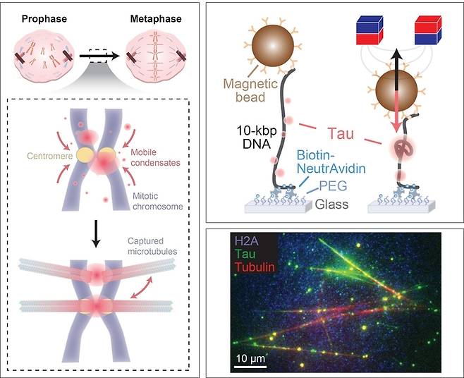 세포분열 시 미세소관－염색체 결합을 돕는 타우 단백질(왼쪽)과 단분자 집게를 이용한 타우-ＤＮＡ 응축 분석 이미지(오른쪽 위), 타우-ＤＮＡ 응축체로 포획된 미세소관(오른쪽 아래)