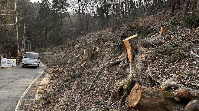 전북환경운동연합은 18일 성명을 내어 전주시가 추진 중인 완산칠봉 한빛마루공원 조성 사업으로 도심 생태축이 파괴되고 있다고 지적했다. 완산벙커와 삼나무숲 구간도로 확장 벌목 모습. 전북환경운동연합 제공