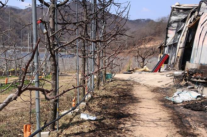 지난해 3월 대규모 산불로 경북 지역의 한 과수원 사과나무가 불에 그을린 모습. 연합뉴스