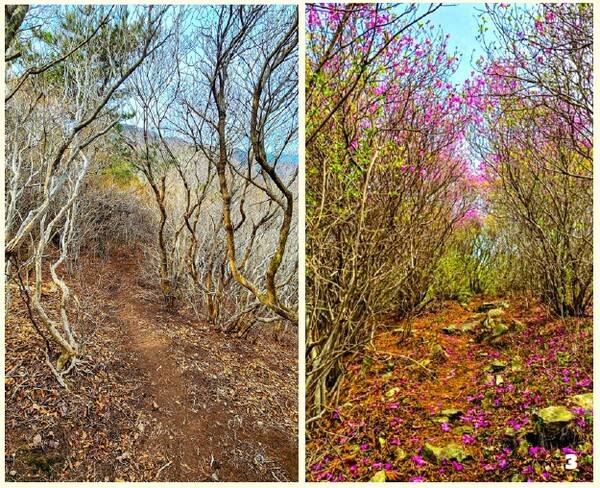 대산-광려산은 진달래 꽃밭. 왼쪽은 2월 현재, 오른쪽은 4월의 진달래 꽃길. 사진 창원시 홈페이지-셰인의 미소산행기 블로그.