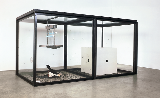 피 흐르는 소머리와 살아있는 파리를 통해 삶의 순환과 덧없는 죽음을 상징한 데이미언 허스트 작품 ‘천 년’ /사진제공=국립현대미술관