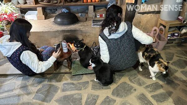 사진=야옹이네 제공