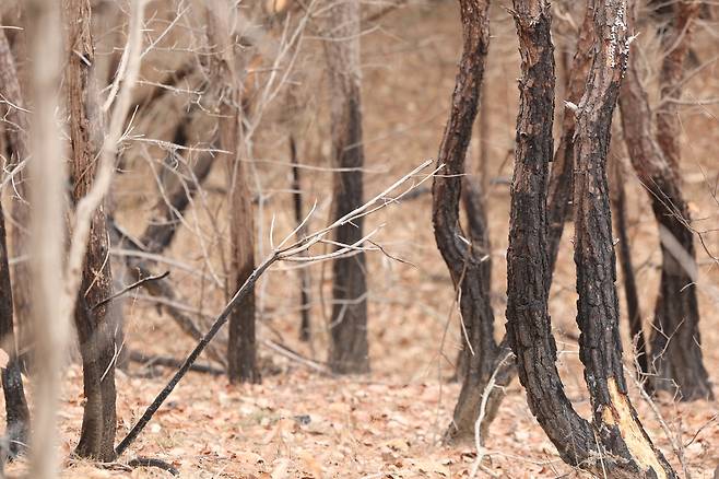 불에 탔지만 버티고 있는 나무 (대구=연합뉴스) 박세진 기자 = 지난 13일 경북 의성군 안평면 괴산1리 야산에 불에 탄 나무가 남아있다. 2026.3.18 psjpsj@yna.co.kr
