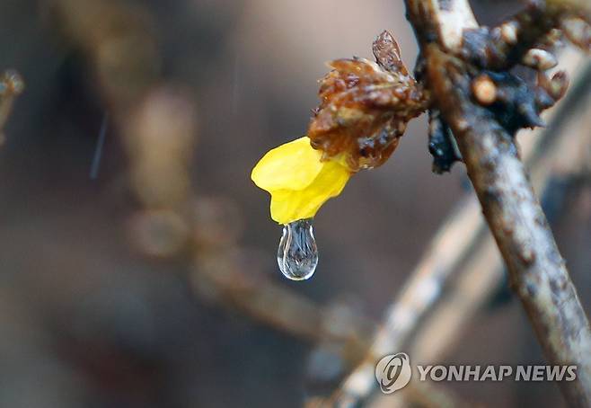 '봄비' [연합뉴스 자료사진]