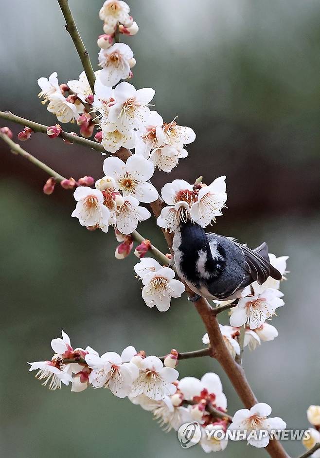 매화 향기에 취한 진박새 (강릉=연합뉴스) 유형재 기자 = 17일 강원 강릉시 교동의 한 매화나무에서 진박새가 활짝 핀 꽃에서 꿀을 찾고 있다. 2026.3.17 yoo21@yna.co.kr