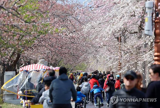 벚꽃 활짝 핀 경포호 [연합뉴스 자료사진]