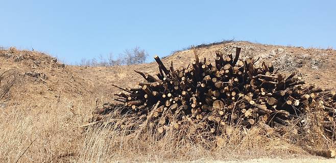 ▲ 지난해 봄 산불로 타버린 나무를 한 곳에 모아두고 있다. 나무를 베어낸 자리는 황토색 속살을 그대로 드러낸 민둥산으로 변해버렸다.