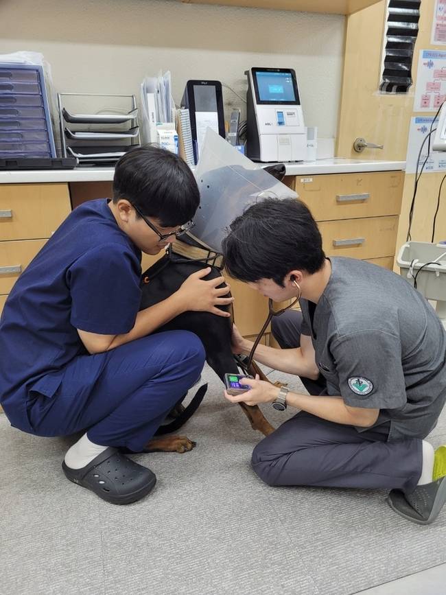 ▲ 경북대학교 수의과대학 부속동물병원에서 의료진이 반려견 헌혈을 위한 건강 상태를 확인하고 있다. KNU 아임도그너 제공