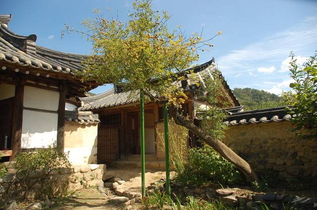 홍문관 교리를 지낸 포석 이규상의 아버지 이원조가 제주 목사 시절 세 아들에게 주려고 세 그루 가져온 귤나무를 살리기 위해 대목(臺木)으로 썼던 탱자나무만 이렇게 살아남았다.